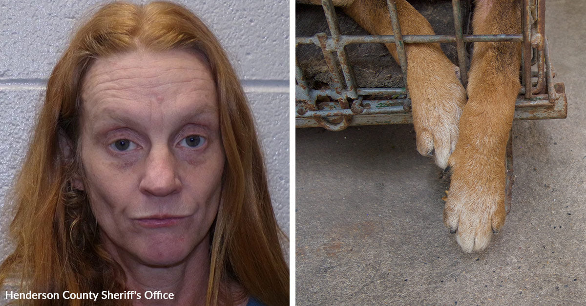 Seven Dead Dogs Found In Trash Bags As Woman Faces Felony Charges ...