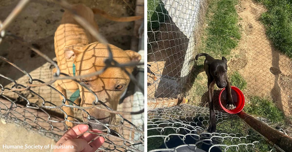 Woman Arrested After Deputies Find Seven Emaciated Dogs | GreaterGood