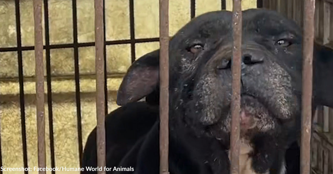 Nearly 70 Dogs Being Rescued from Dog Meat Farm in South Korea