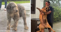 A large curly-coated dog stands wet on a driveway, while a man hugs a tan dog outside a house in a side-by-side before-and-after image.