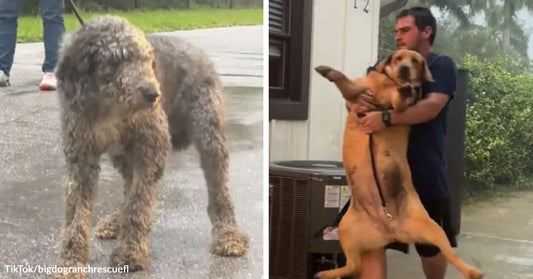 A large curly-coated dog stands wet on a driveway, while a man hugs a tan dog outside a house in a side-by-side before-and-after image.
