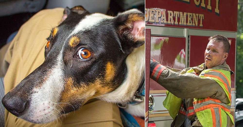 When You Have To Call 911, Here's What You Should Do With Your Pets