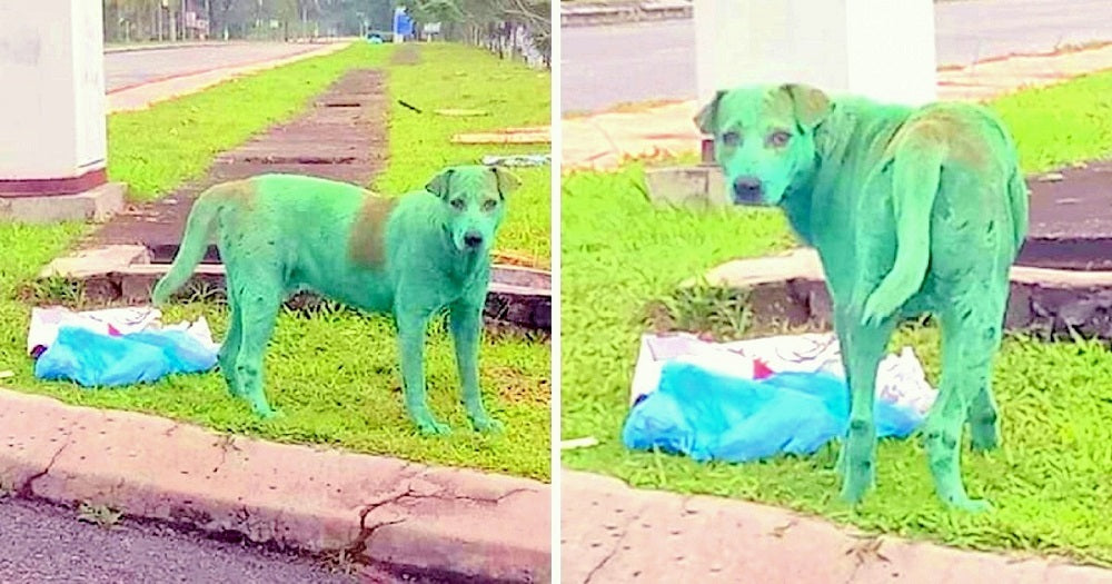 Dog Found Crying After Criminals Painted The Hungry Pup Green