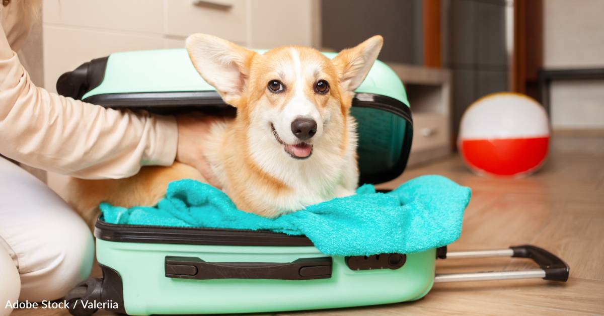 American Airlines Eases a Portion of its Carry-On Policy to Make Pet ...