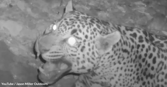 Rare Jaguar Sighting in Arizona Sparks Urgent Call to Action for Endangered Species Survival