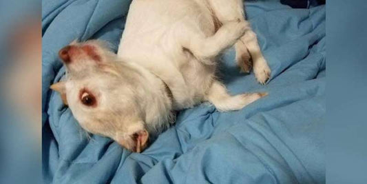 People Are Struggling To Understand What’s Wrong With This Dog Photo