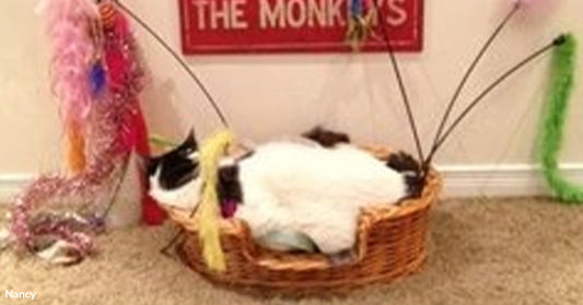 A black-and-white cat lies curled in a shallow wicker basket surrounded by colorful feather toys.