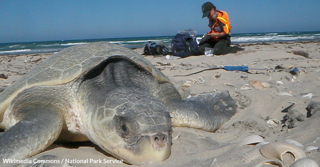 Kemp’s Ridley Turtle Defies Odds After Being Swept 5,000 Miles Across the Atlantic