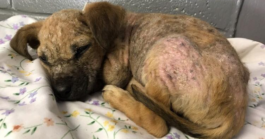 They Thought She Was Dead:' Puppy Found on the Street with Mange Adopted by Supportive, Loving Family