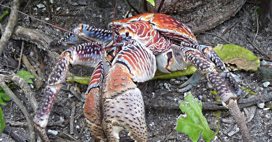 You Won't Believe The Things These Giant "Robber Crabs" Steal