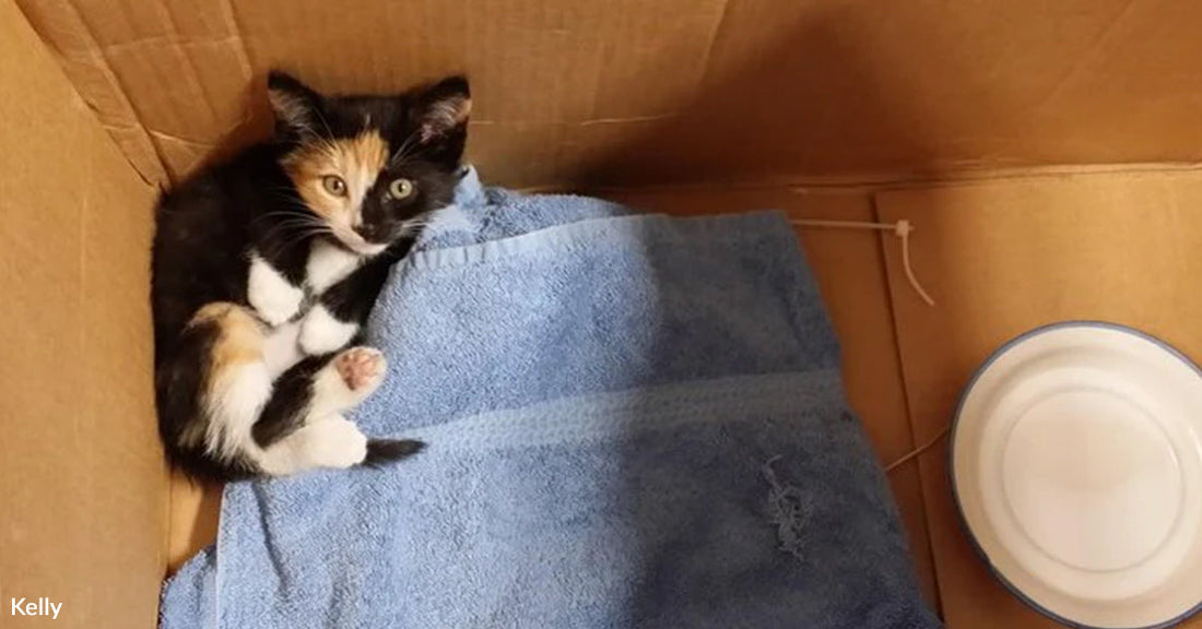A small calico kitten curled inside a cardboard box on top of a blue towel, looking up toward the camera with wide eyes.