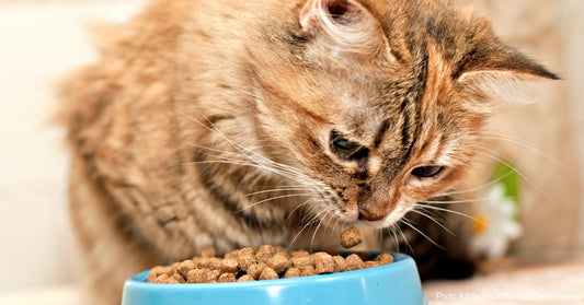 Kidney Failure In Senior Cats Is Widespread; Could Cat Food Be The Cause?