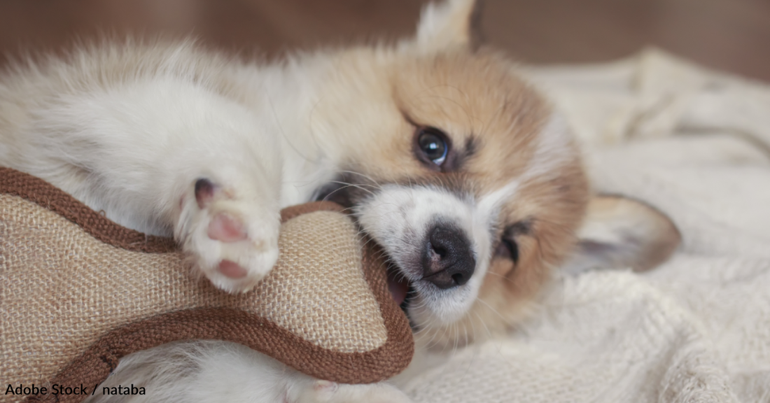 Destructive Chewing: Why It Happens And What You Can Do To Help Your Pup