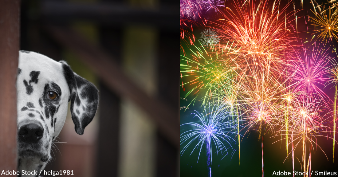 Why Are Dogs Afraid Of Fireworks? 5 Ways You Can Help Your Scared, Furry Friend