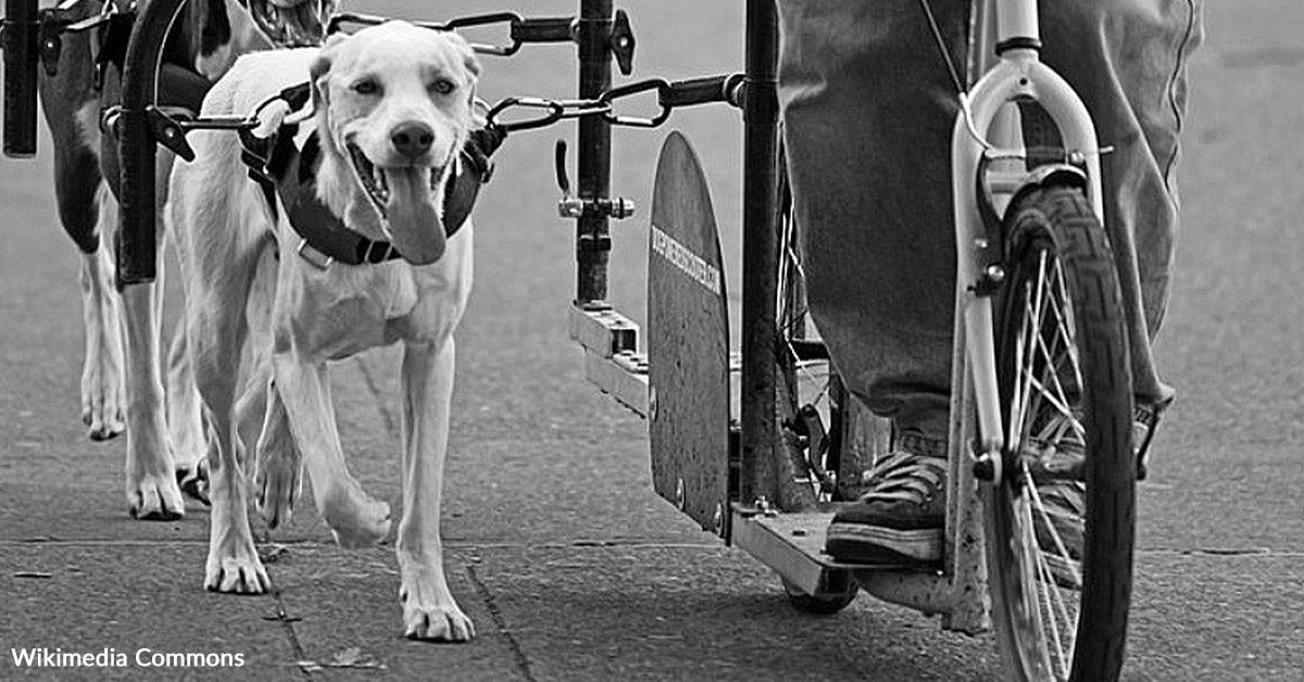 Before Pets Were Family Dogs Once Powered Machines And Kitchen Work ...