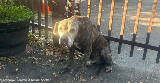 An older brindle dog sits on a paved area near a metal fence at an animal shelter, looking tired as sunlight falls across its face.