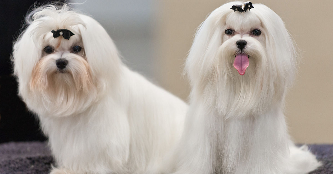 10 Dog Breeds That Live The Longest