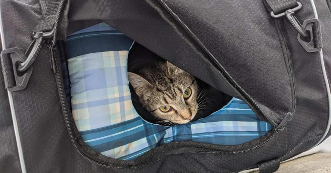 Bomb Squad Called To Investigate A Suspicious Bag And Finds A Little Of Kittens