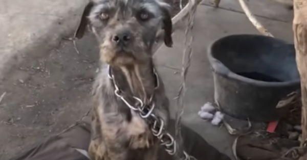 Woman Uses Kindness To Convince Man To Surrender His Neglected Dogs