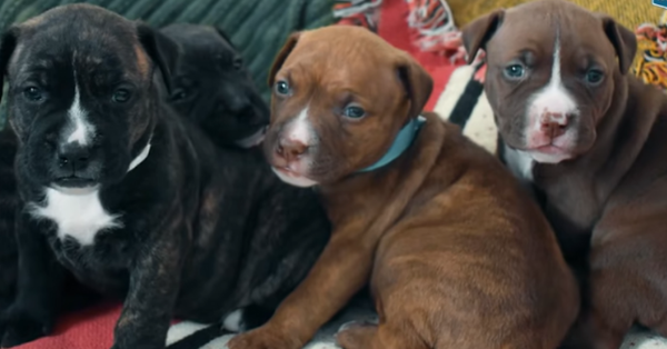 Pit Bull 'Asks' Shelter Employee To Help Her Four Freezing Puppies