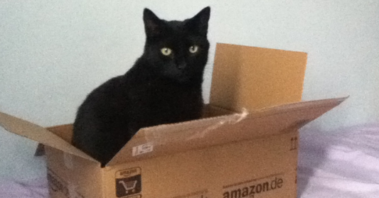 Study Claims That Cats Love All Boxes, Even Imaginary Ones