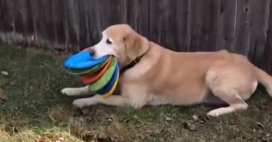 Frisbee-Obsessed Dog Goes Viral For Gathering All His Discs At Once