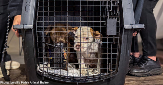 Two dogs sit inside a pet carrier, looking out through the bars.
