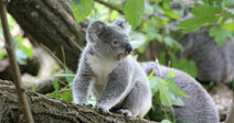 A young koala sits on a tree branch surrounded by green foliage.