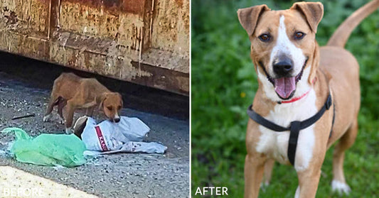 Sick and Starving Dogs Are Now Thriving Thanks to Your Generous Donations