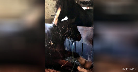 Dying Mare Saved By Stallion, Caught On Video