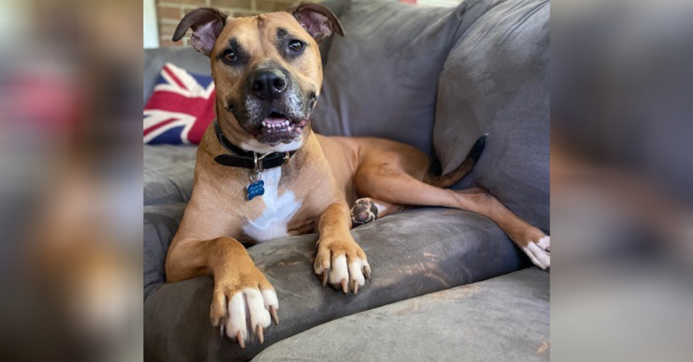 Rescue Dog Was Abandoned Twice, Suffered Years of Neglect Before Becoming a Foster Fail