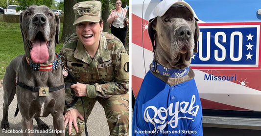 Great Dane Maverick Named America's Hero Dog Title for Therapy Work