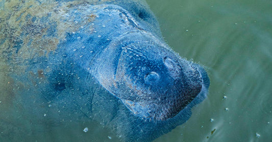 Close-up of a manatee’s face just below the water’s surface, with its broad snout and whiskers visible.
