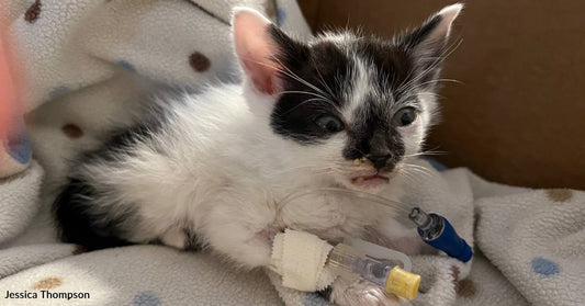 Tiny Feral Kitten Named Moo Was Close to Death, But His Foster Mom Refused to Give Up