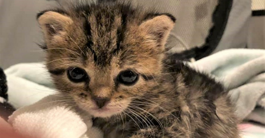 Miracle Kitten Defies the Odds, Survives Months of Medications and Procedures