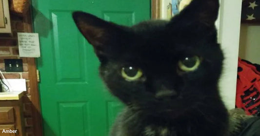 A small black kitten sits on a wooden table indoors, looking up with alert green eyes, with papers beneath its paws.