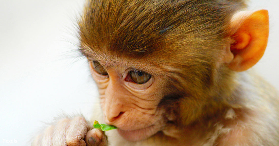 Big Pharma’s Monkey Supply Chain Faces Explosive Ethical and Legal Fallout