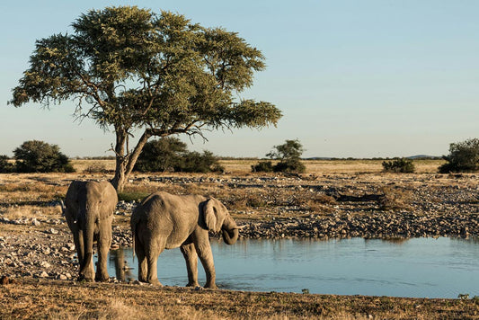Namibia's Plan to Slaughter 700 Wild Animals Sparks Outrage Amid Drought Crisis