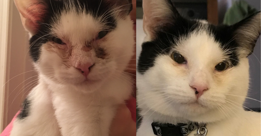 Rescue Kitten With Painful Eye Condition Finally Finds Forever Family Willing to Go the Extra Mile