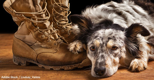 Five Ways to Honor the Courageous Service of K9 Veterans on National K9 Veterans Day