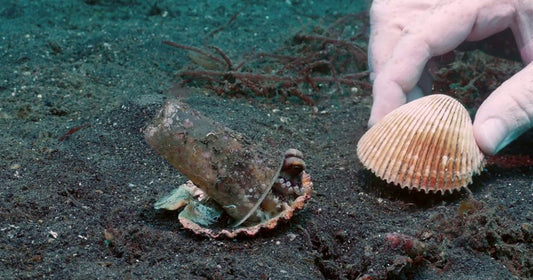 Divers Gently Convince An Octopus To Trade His Plastic Cup For A Seashell