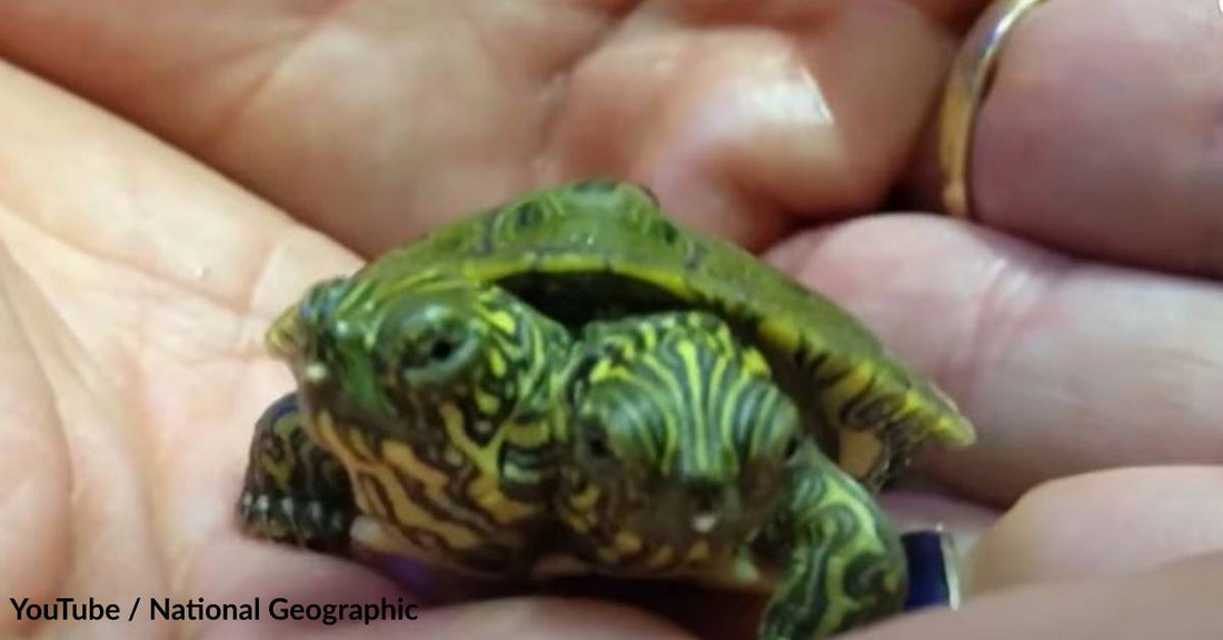 Discover the Life of a Two-Headed Turtle Who Has Been Named Mary-Kate and Ashley!