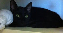 Black cat with bright green eyes lying low on a shelf beside a white ball of yarn.
