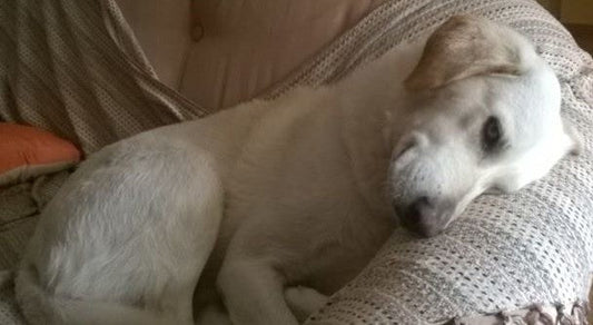 White dog resting peacefully on a cozy couch, looking at the camera.