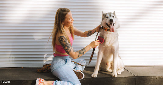 Celebrating Professional Pet Sitters Week and the Vital Role of Pet Caregivers