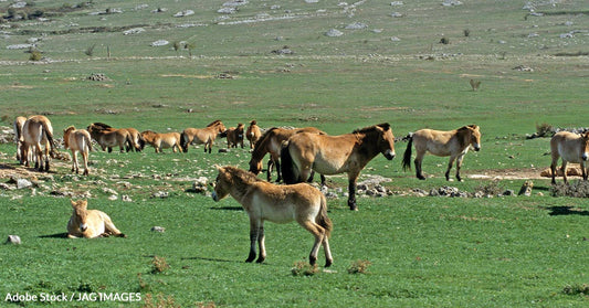 Wild Horses Return to Kazakhstan in Stunning Conservation Triumph