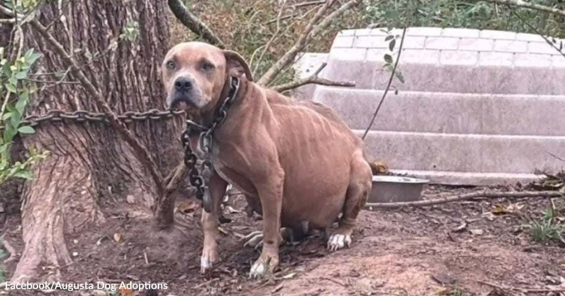 A brown dog chained to a tree stands on bare ground near a set of concrete steps.