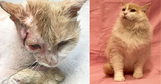 Abandoned Kitten Suffers Vicious Attack, Finally Finds Forever Home