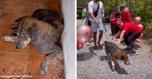 Weak, matted rescue dog curled in a dirty corner, beside a second image showing the dog being welcomed outdoors by smiling rescuers with balloons.