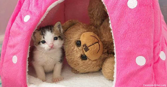 3-Week-Old Kitten Saved by Teddy Bear